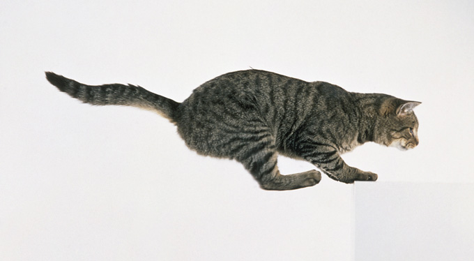 Amazing Cats In Flight Pictures