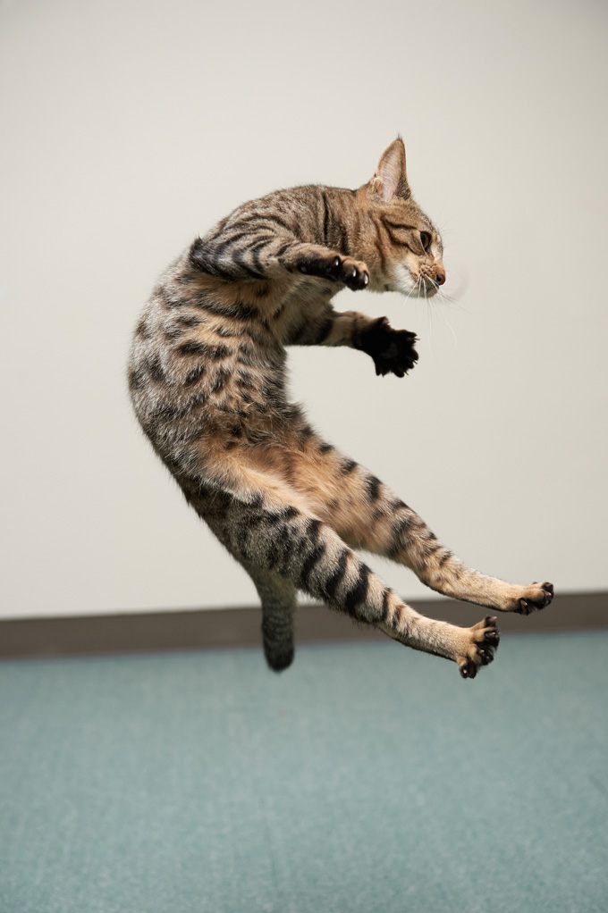 Amazing Cats In Flight Pictures