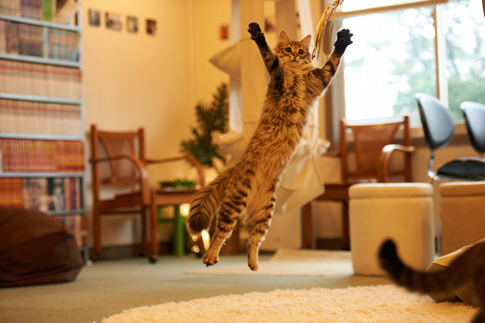 Amazing Cats In Flight Pictures