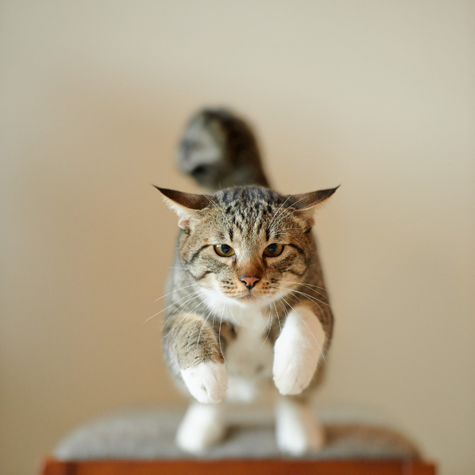 Amazing Cats In Flight Pictures