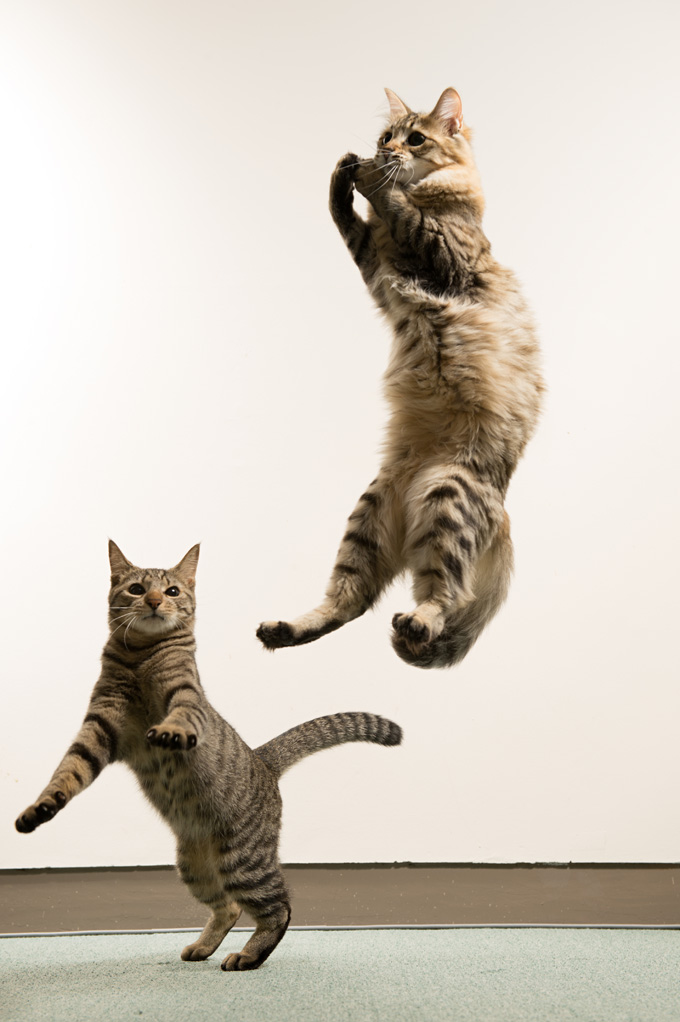 Amazing Cats In Flight Pictures