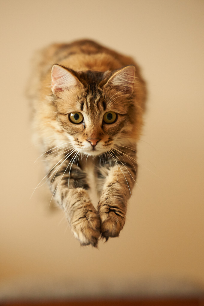 Amazing Cats In Flight Pictures