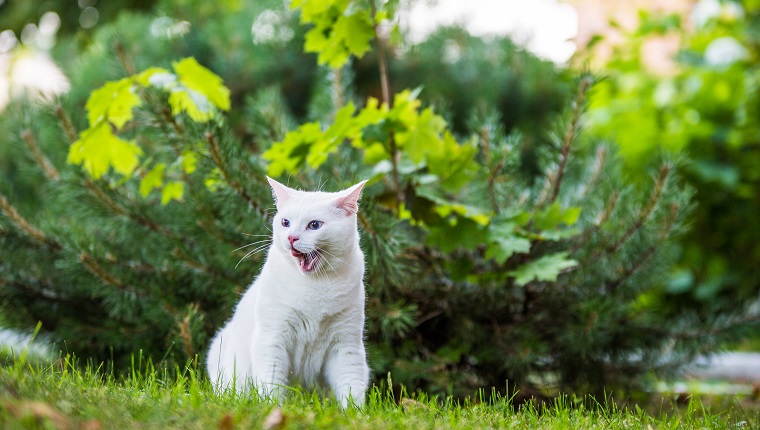 Turkish Angora