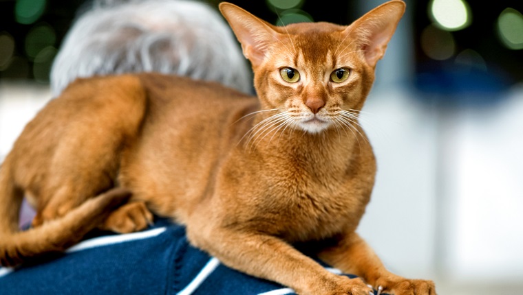 Abyssinian