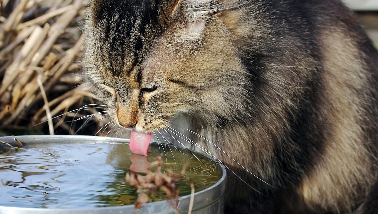 Norwegian Forest Cat