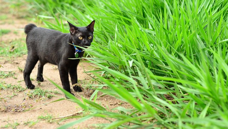 Japanese Bobtail