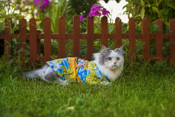 Luau Cat