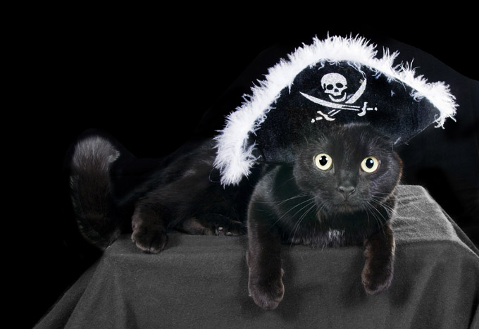 Pirate Cat