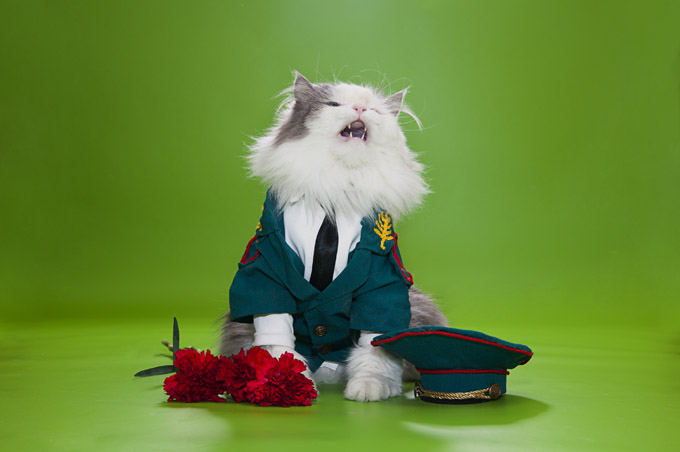 Military Cat