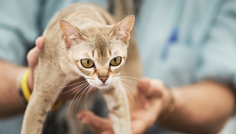 Singapura Cats