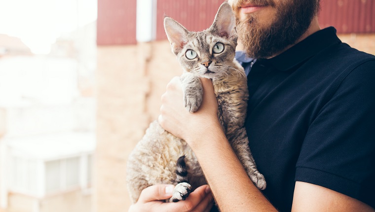 Devon Rex Cats