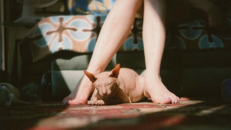 Sphynx Cats