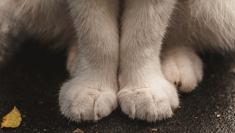 Your Cat's Paws Don't Have Equal Digits