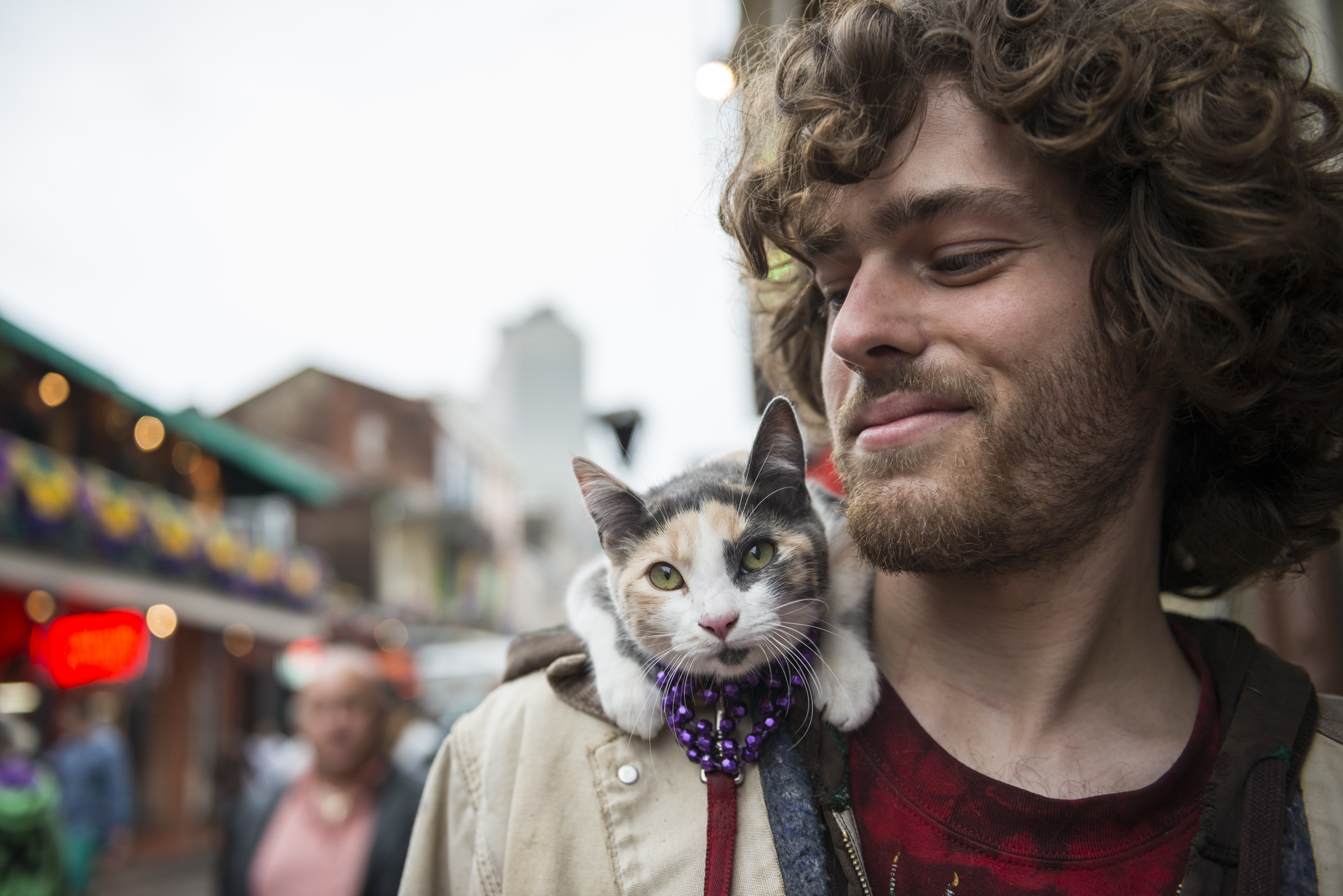 Mardi Gras Cats!