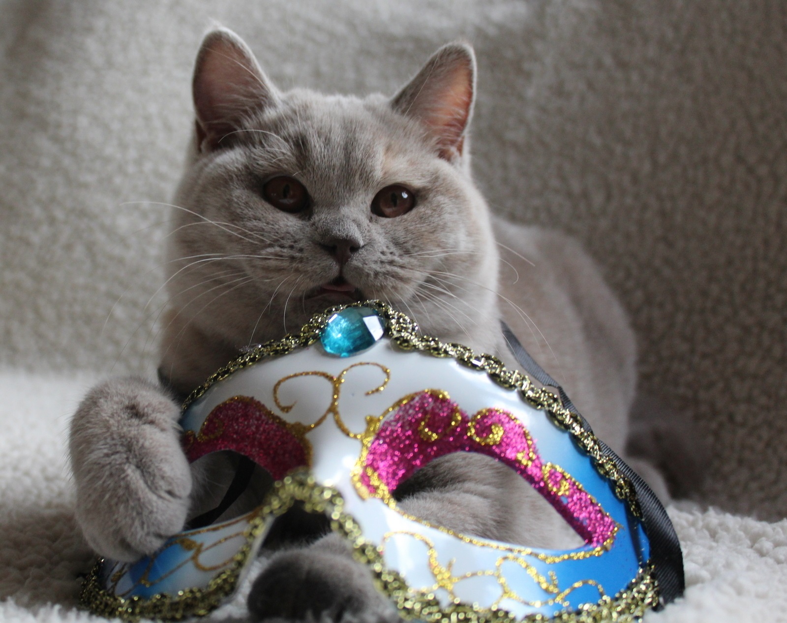 Mardi Gras Cats!