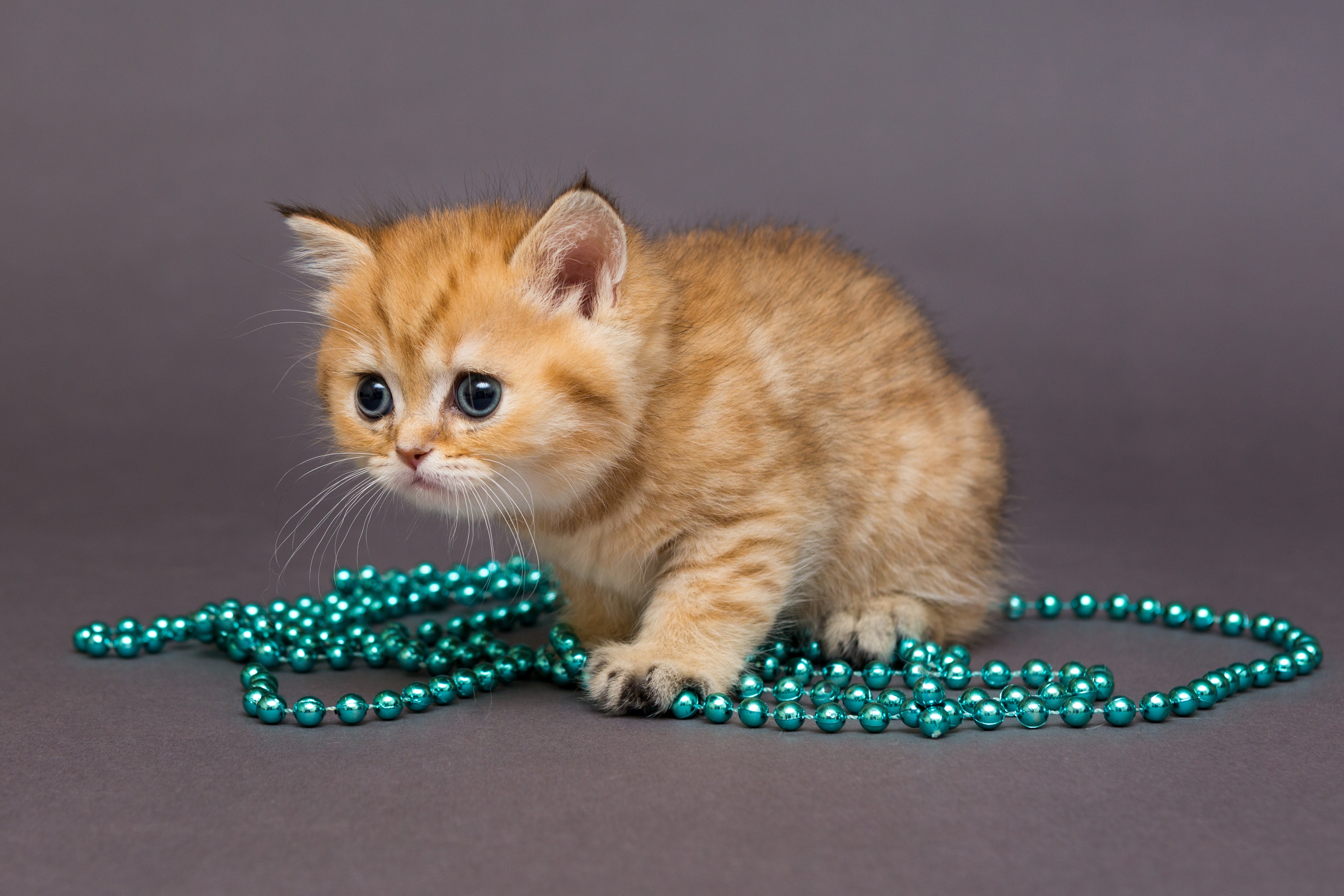 Mardi Gras Cats!