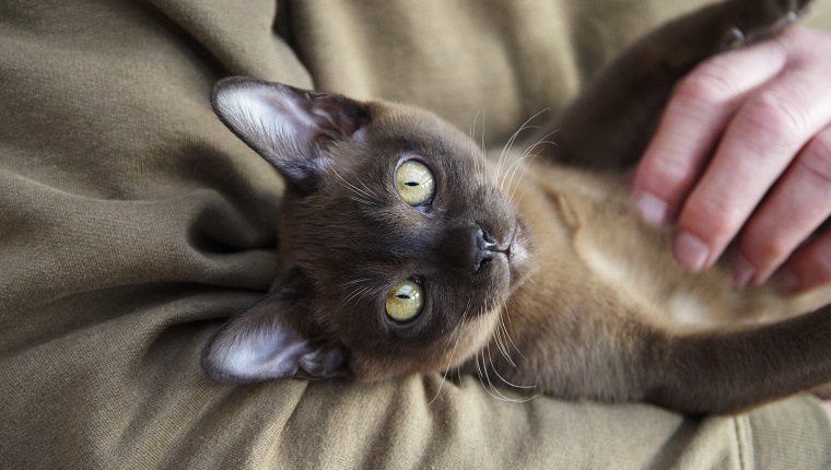 3. Burmese Cat