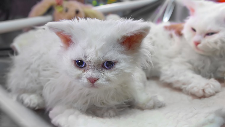 12. Selkirk Rex Cat