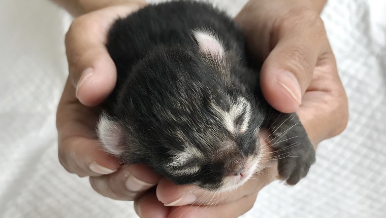 5. American Curl Cat