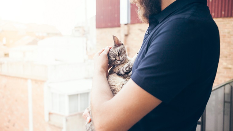 1. Devon Rex Cat