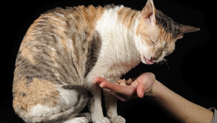 9. Cornish Rex Cat