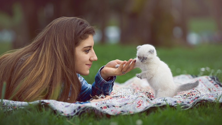 24. Scottish Fold Cat