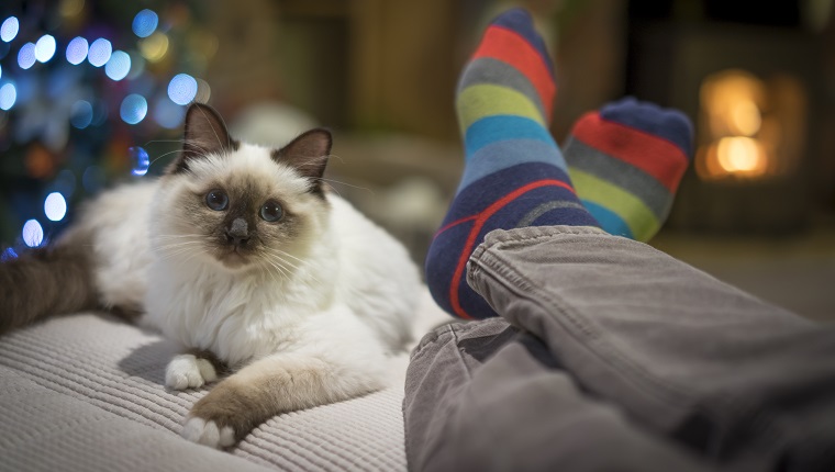 10. Birman Cat