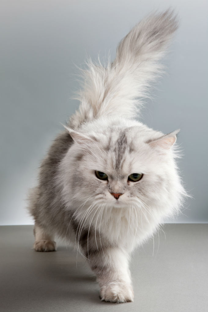 Persian Cats And Kittens