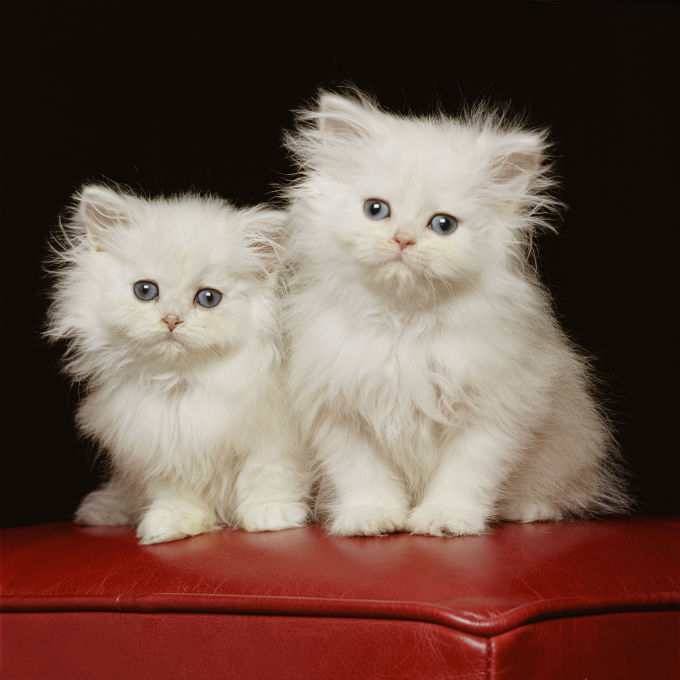 Persian Cats And Kittens