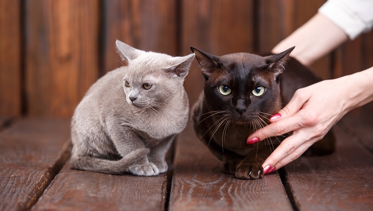 European Burmese