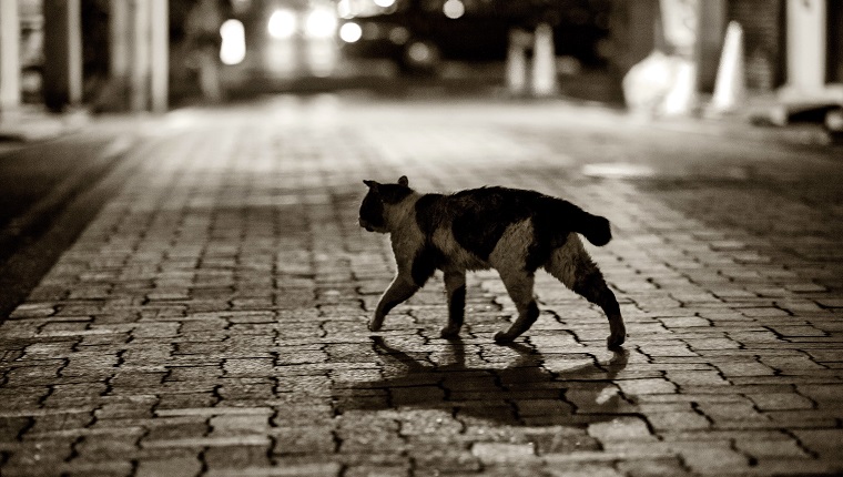 Japanese Bobtail