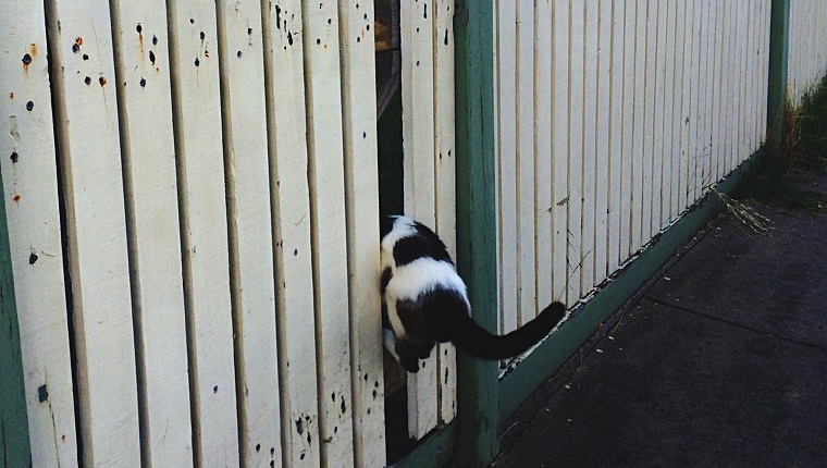 Stuck Cat