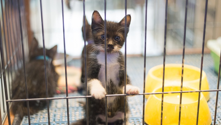 Pet Store Cat