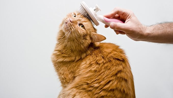 What’s With The Brushing? I Can Groom Myself!