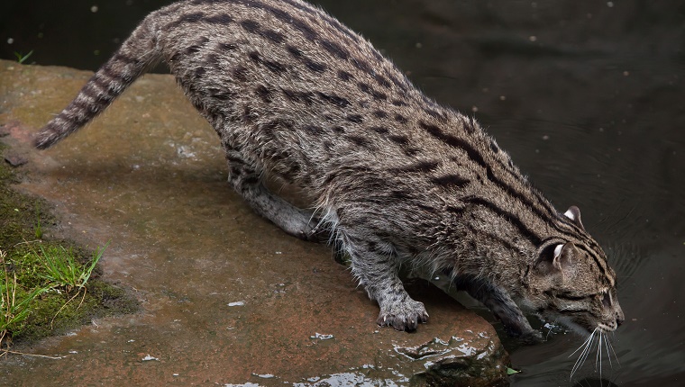 Fishing Cat