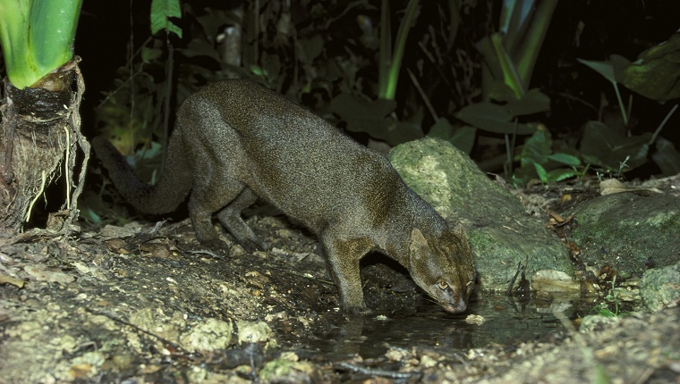 Jaguarundi