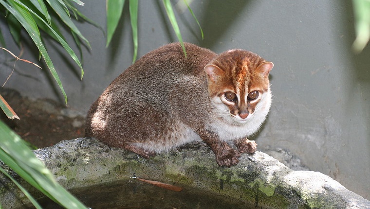 Flat-Headed Cat