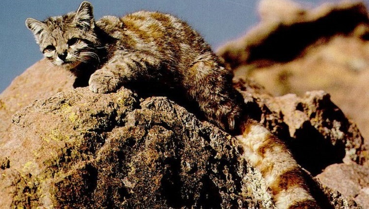 Andean Mountain Cat