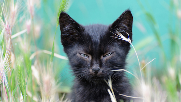 Black Cats Are Not Bad Luck