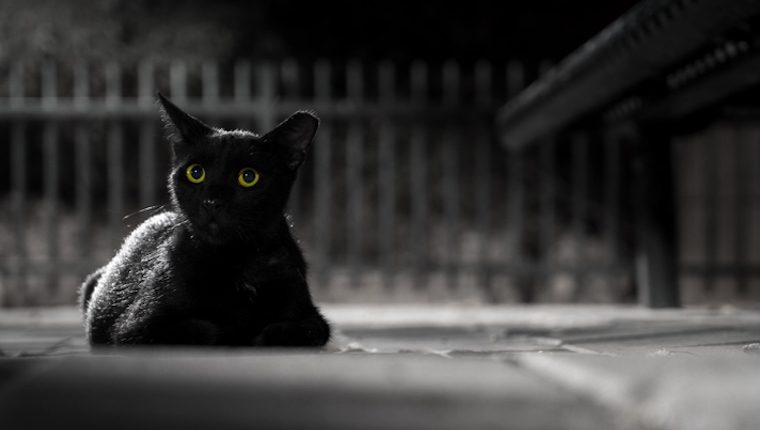 You Can Keep A Black Cat Safe Around Halloween