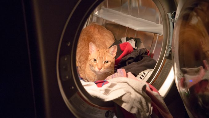 Don't Lock Your Cat Inside Appliances!