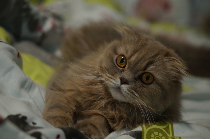 Scottish Fold Cats And Kittens