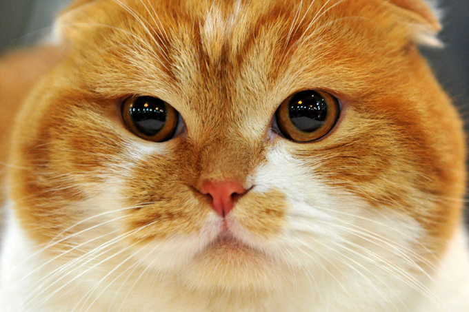 Scottish Fold Cats And Kittens