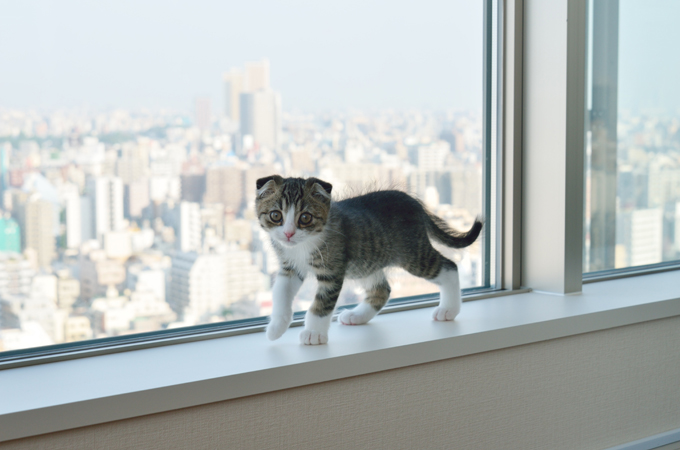 Scottish Fold Cats And Kittens