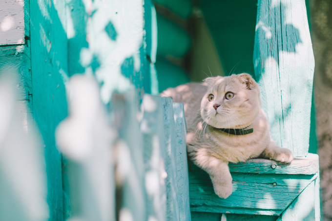 Scottish Fold Cats And Kittens