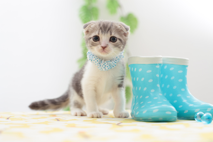 Scottish Fold Cats And Kittens