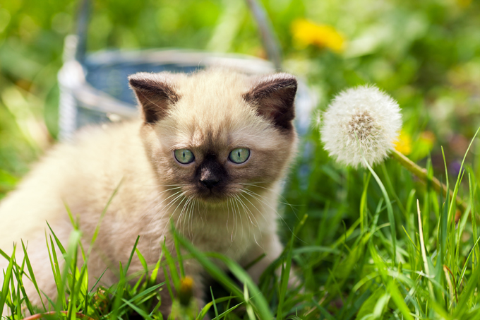 Siamese Cats And Kittens