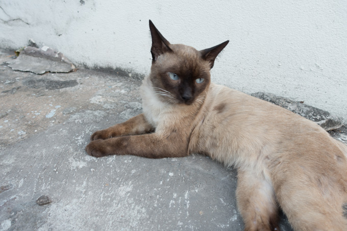 Siamese Cats And Kittens