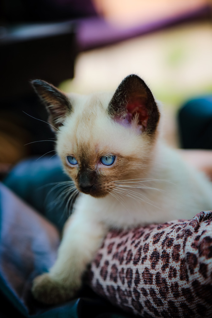 Siamese Cats And Kittens