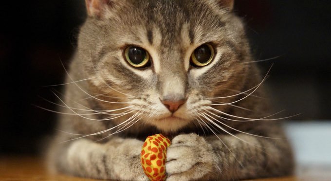 Cat Toys Are All Over The Floor